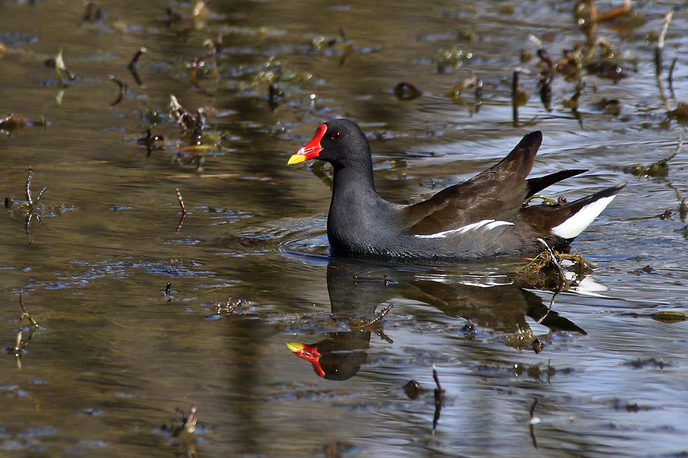 Teichhuhn mit Wasserspiegelung