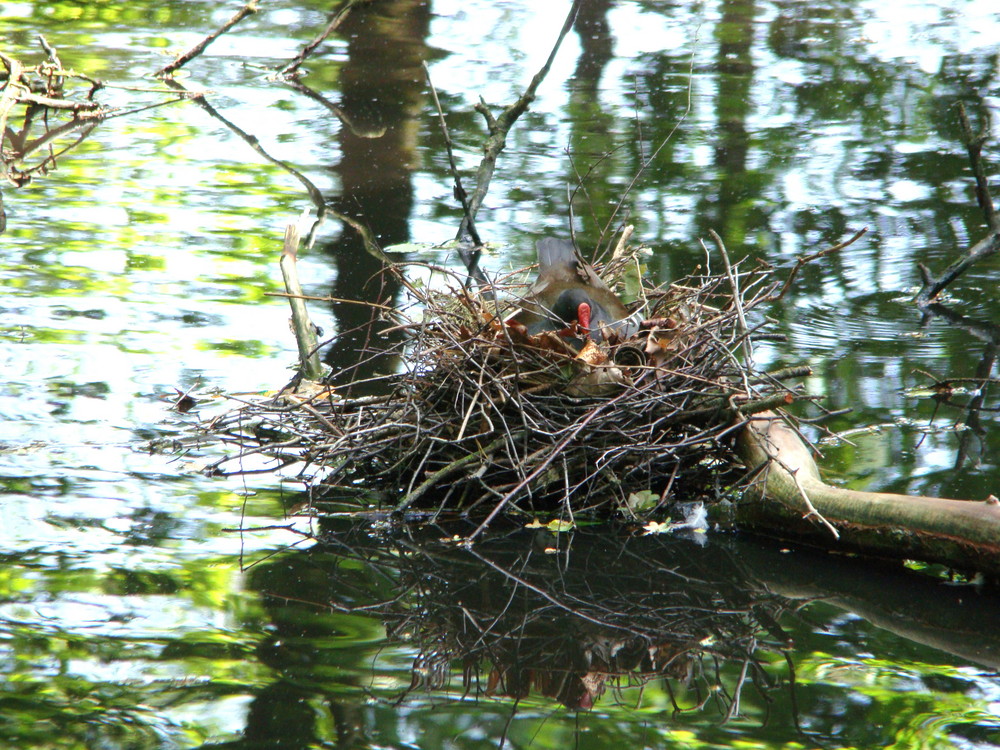 Teichhuhn-Nest