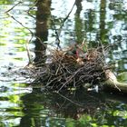 Teichhuhn-Nest