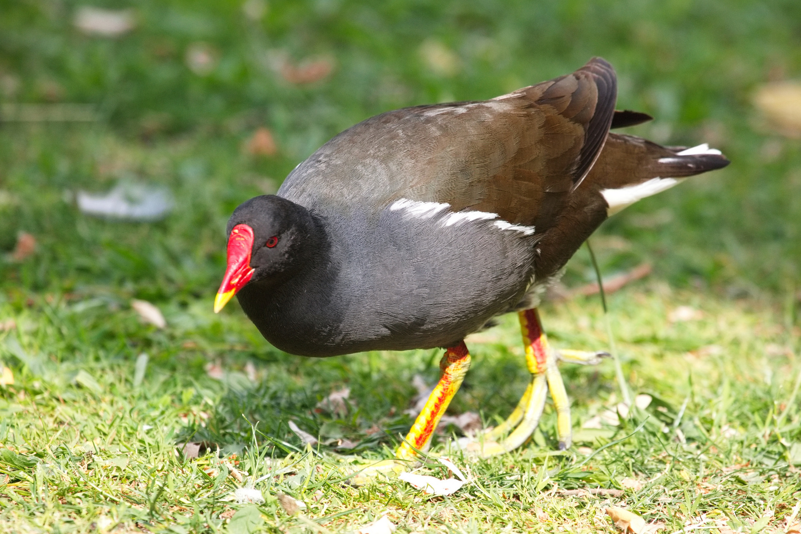 Teichhuhn oder Teichralle (Gallinula chloropus)