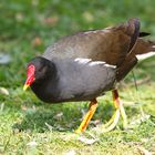 Teichhuhn oder Teichralle (Gallinula chloropus)