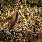 Teichhuhn ohne Teich