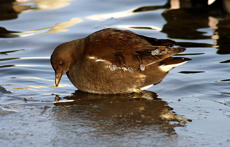 Teichhuhn on the rocks