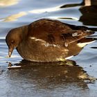 Teichhuhn on the rocks