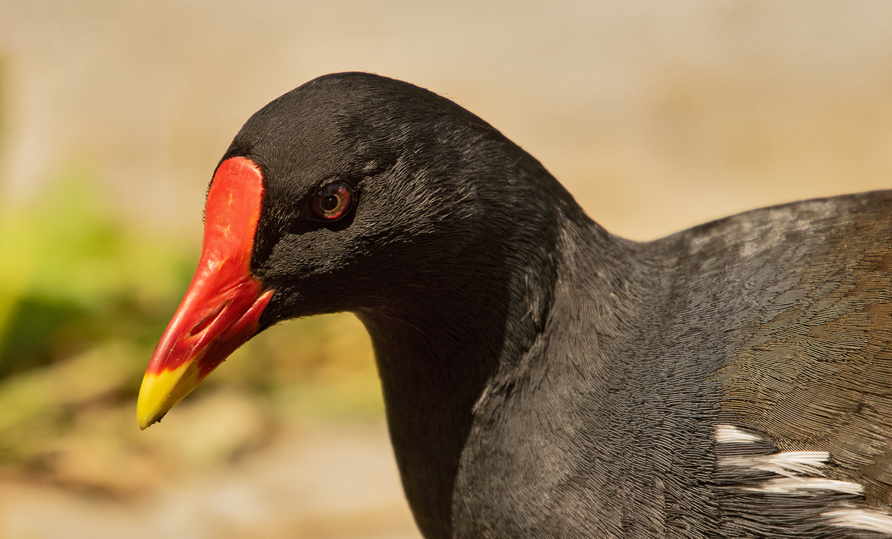 Teichhuhn-Portrait 