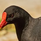 Teichhuhn-Portrait 