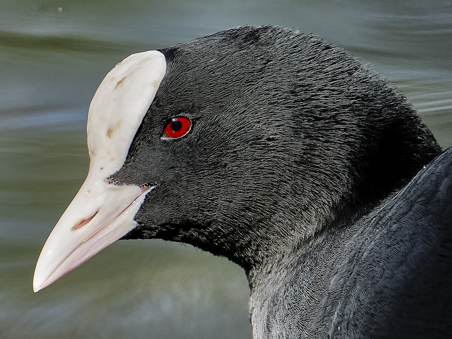 Teichhuhn Portrait