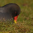 Teichhuhn-Portrait