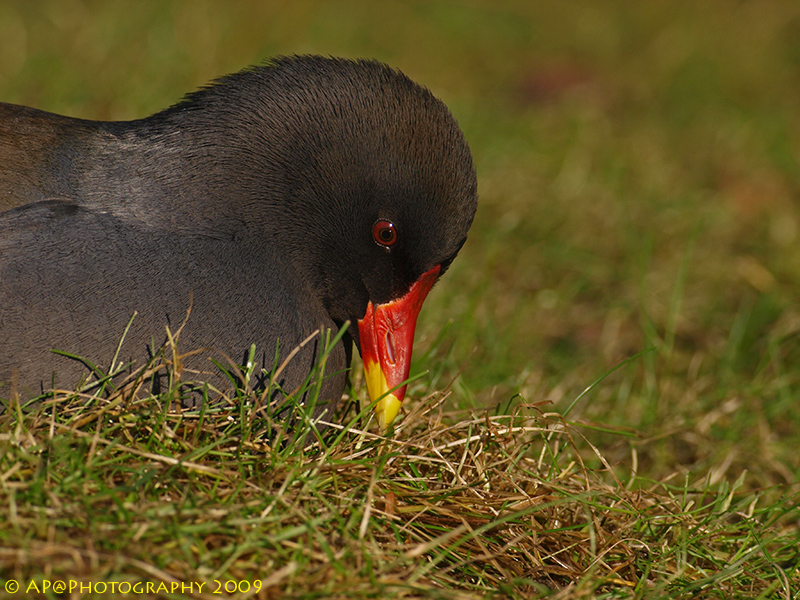 Teichhuhn-Portrait