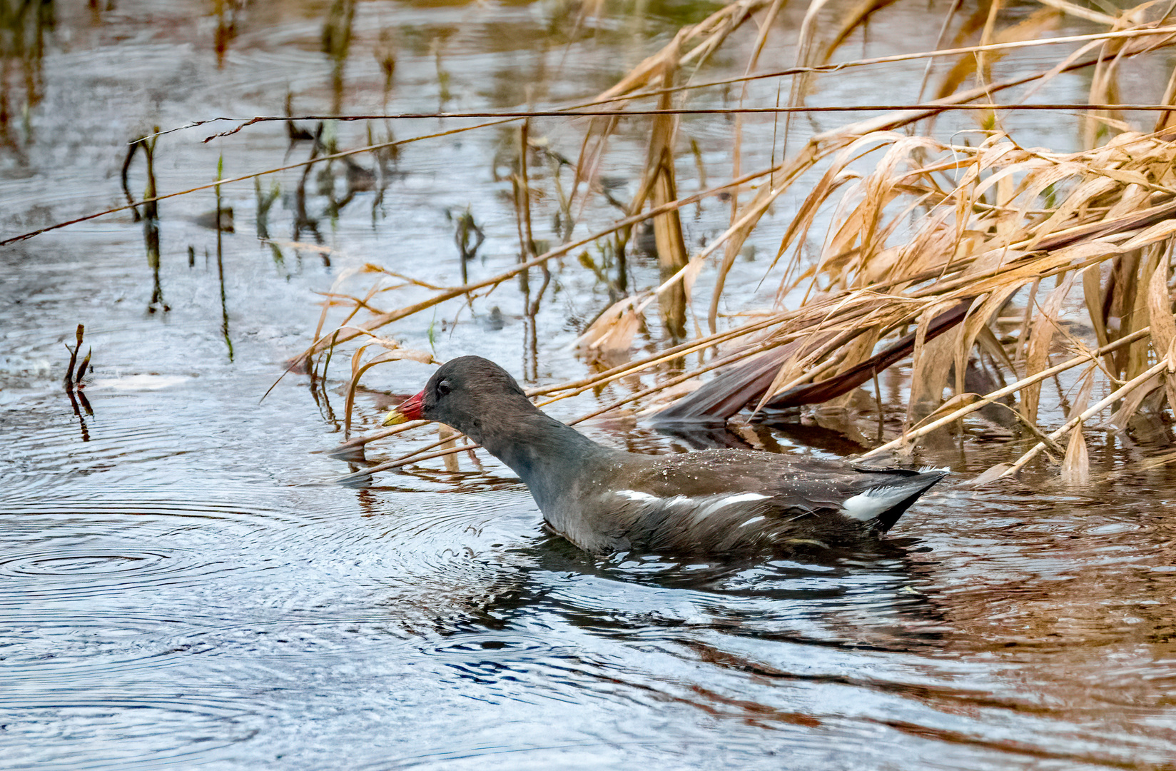 "TEICHHUHN" - Regen stört hier nicht