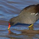 Teichhuhn: Schlürfen im Main