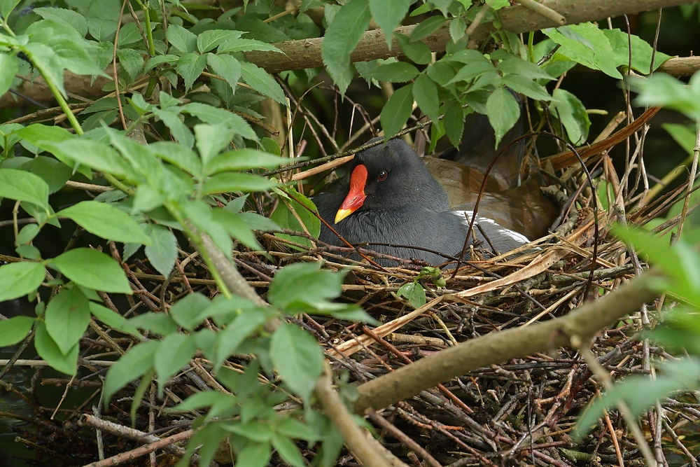 Teichhuhn: Schöner brüten