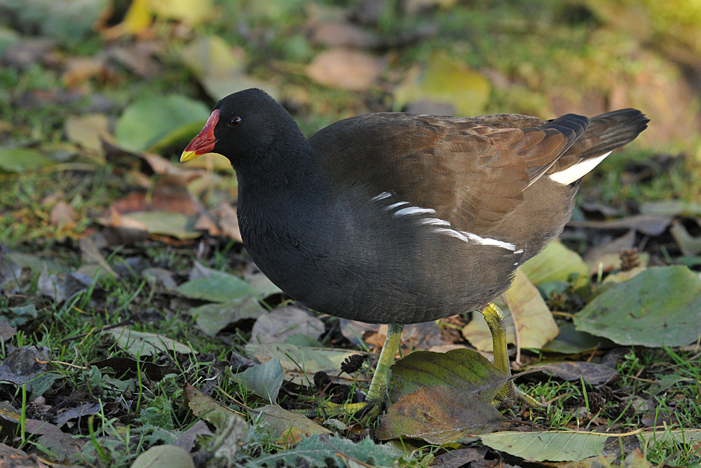 Teichhuhn – Schritt durchs Herbstlaub