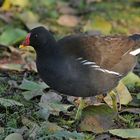 Teichhuhn – Schritt durchs Herbstlaub