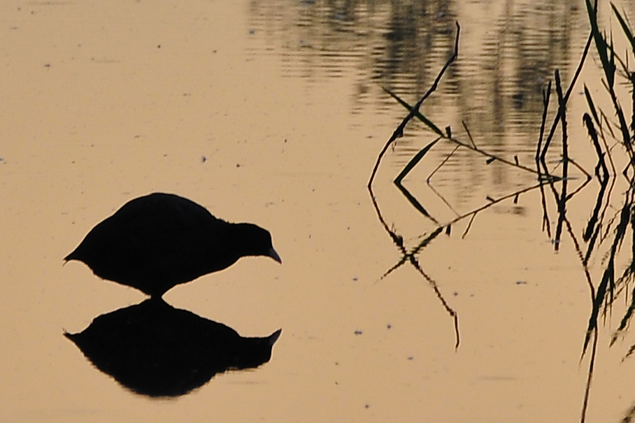 Teichhuhn-Silhouette am Tibaum