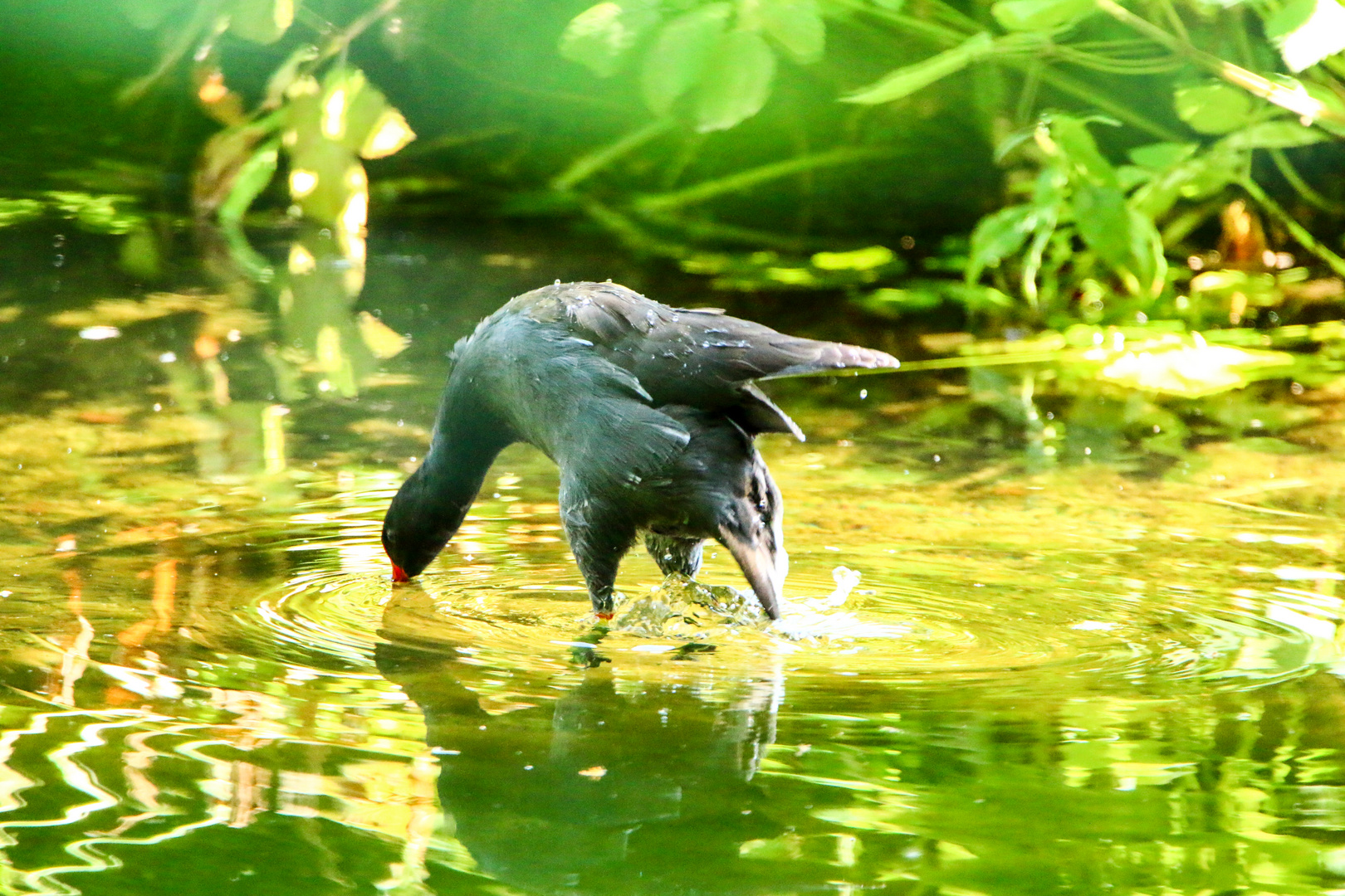 Teichhuhn-Tauchgang