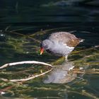 Teichhuhn (Teichralle) bei der Futtersuche