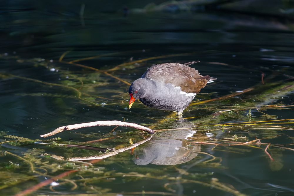 Teichhuhn (Teichralle) bei der Futtersuche