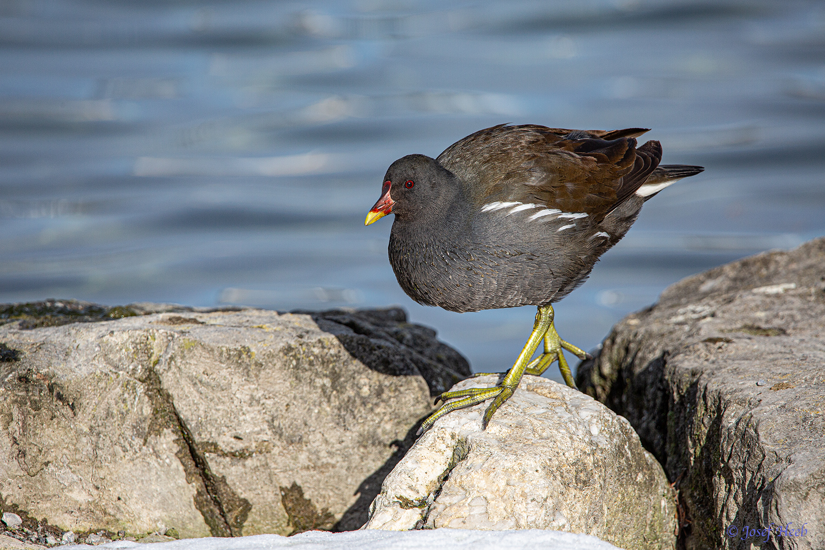 Teichhuhn (Teichralle)