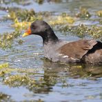 "TEICHHUHN" und hier noch ein junges.[fc-foto:41446277]