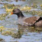 "TEICHHUHN" und hier noch ein junges.[fc-foto:41446277]