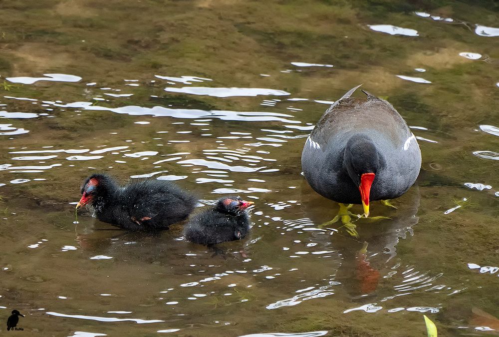 Teichhuhn und Küken