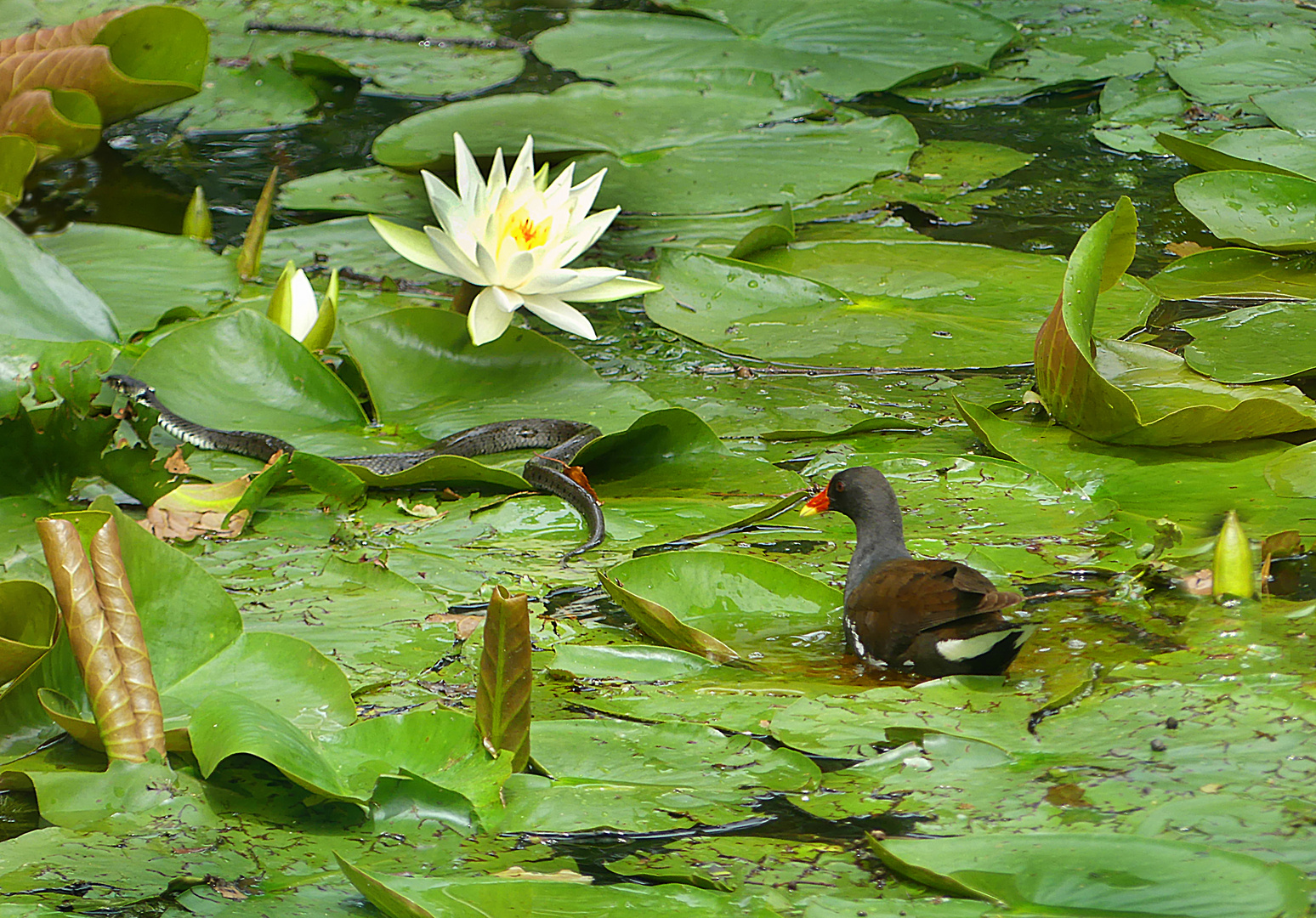 Teichhuhn und Ringelnatter