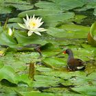 Teichhuhn und Ringelnatter