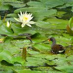 Teichhuhn und Ringelnatter