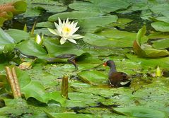 Teichhuhn und Ringelnatter