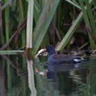 Teichhuhn zieht sich mit dem gefundenen Flussbarsch zurück.