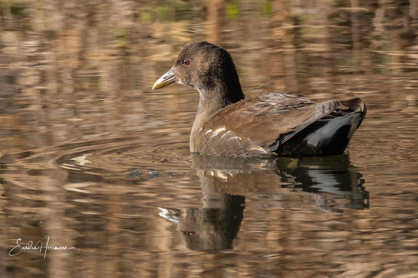 Teichhuhn_2