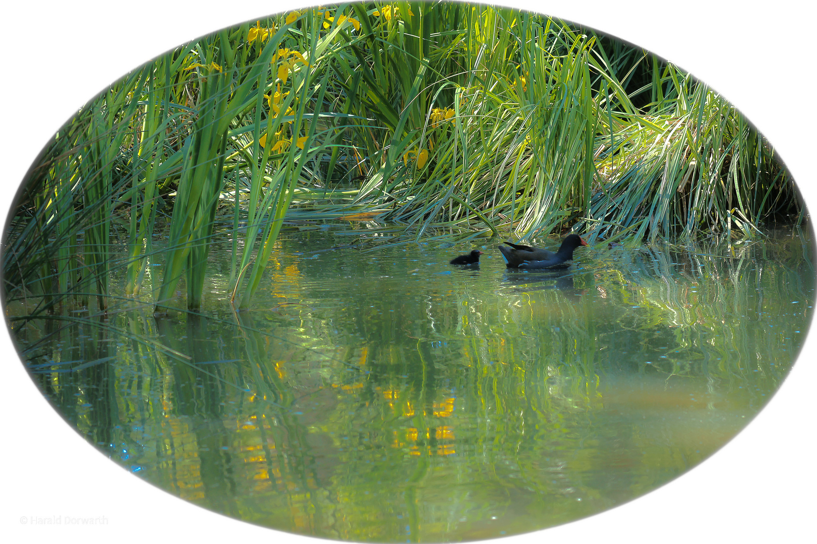 Teichhuhnfamilie im Kursee