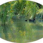 Teichhuhnfamilie im Kursee
