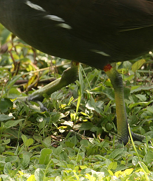 Teichhuhniger Grünfuss