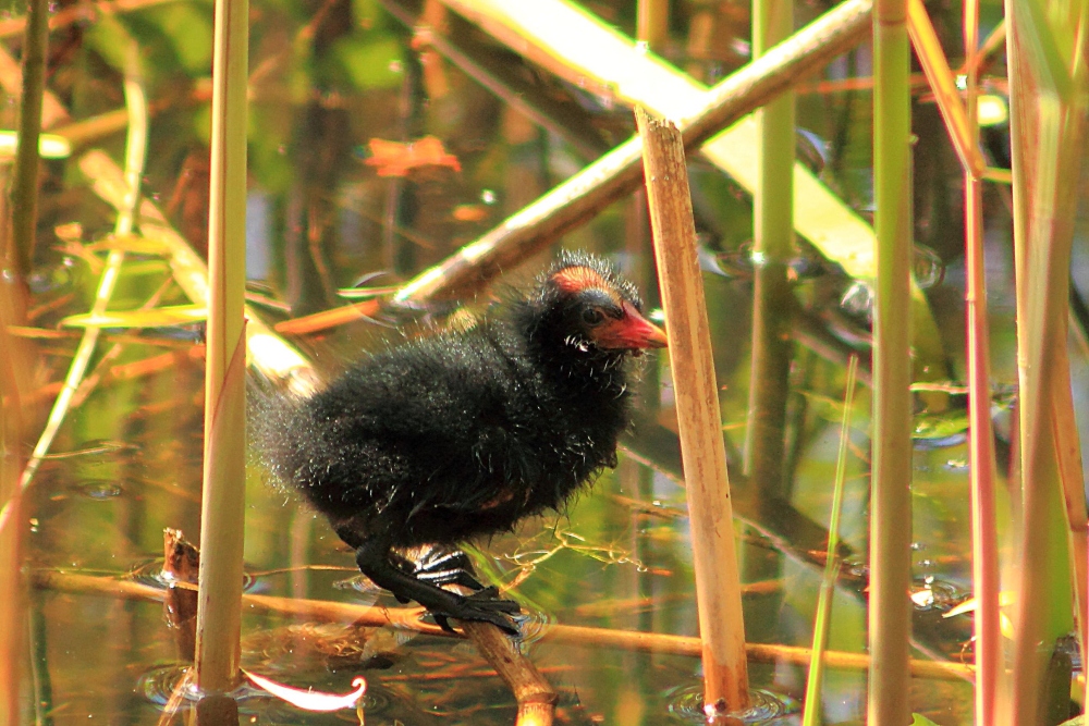 Teichhuhnjunges