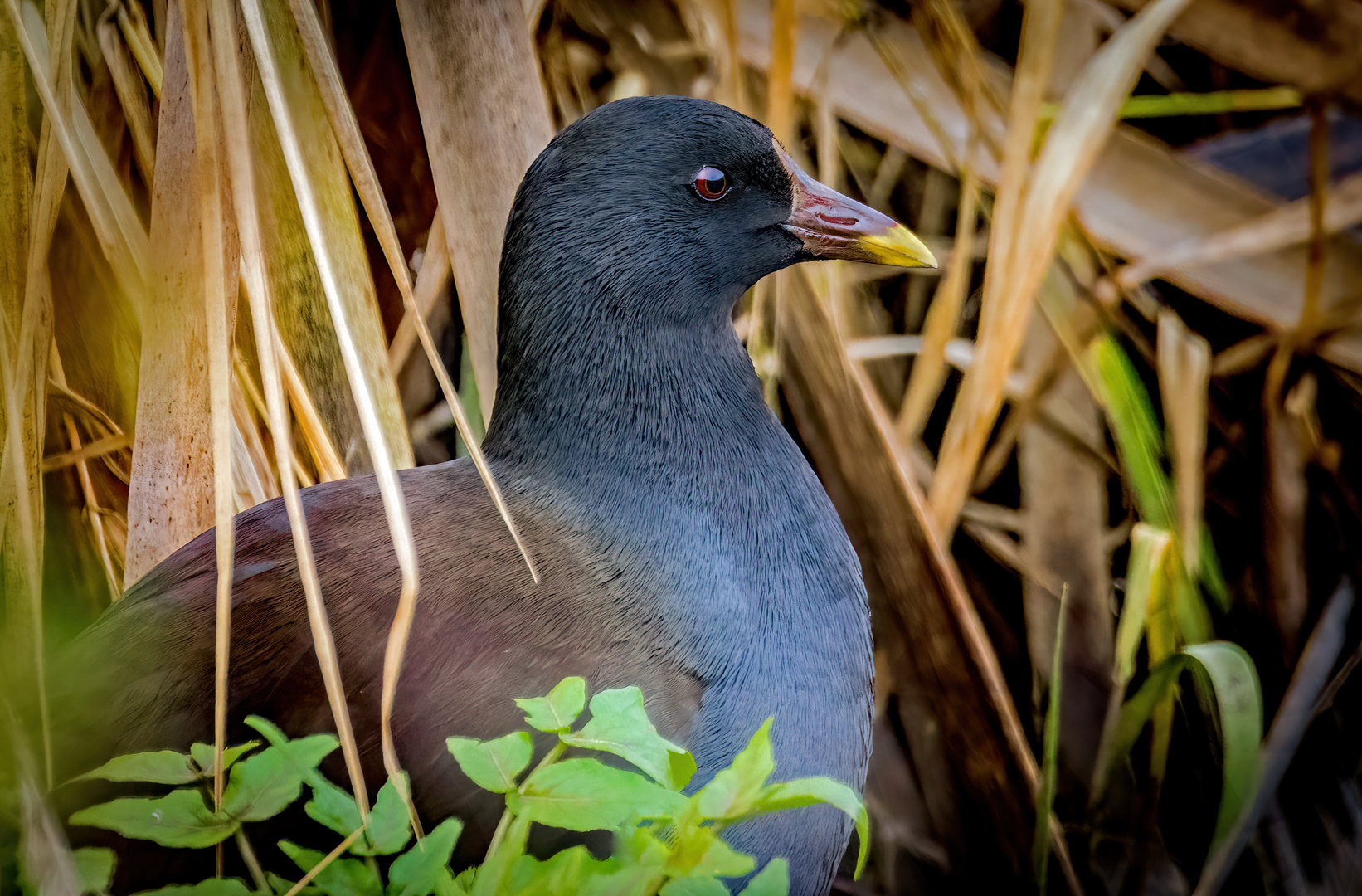 "TEICHHUHN/RALLE"