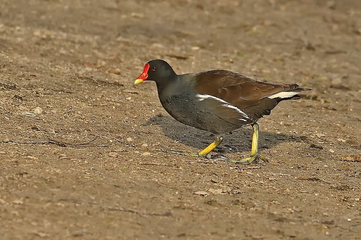 "TEICHI - das Huhn"