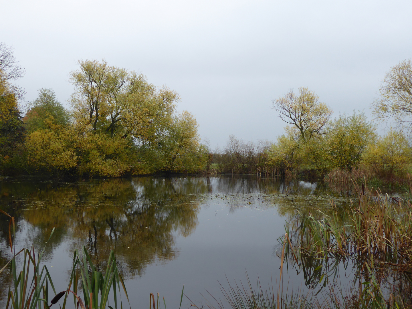 Teichidyll im Regen