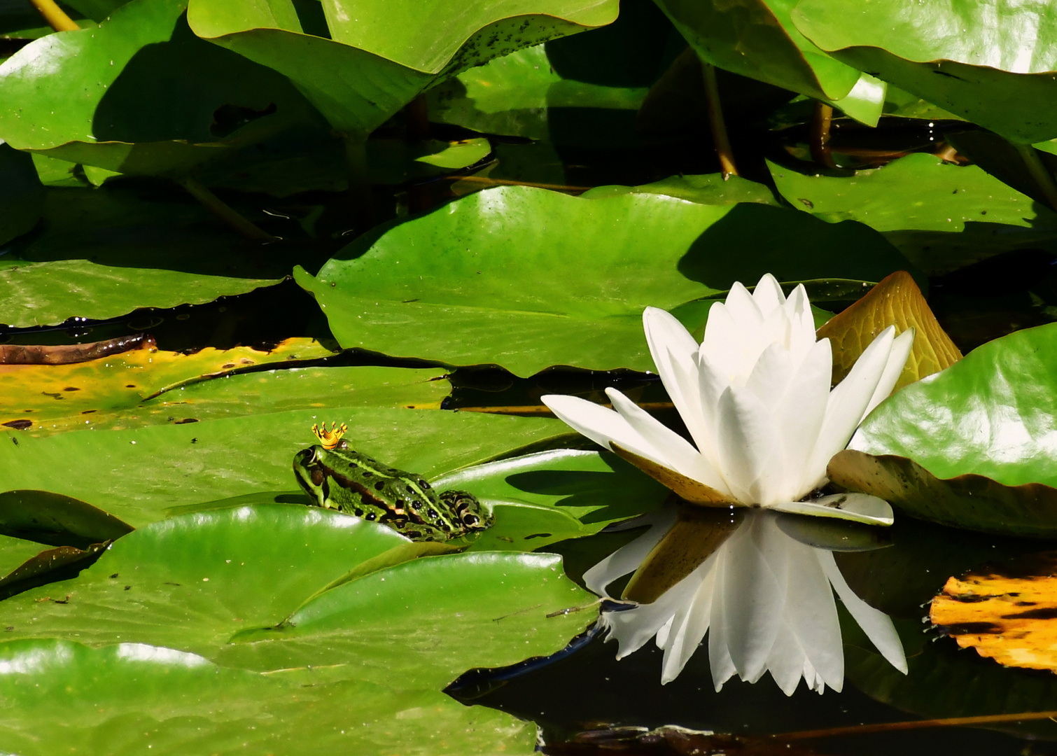 Teichidylle mit Froschkönig