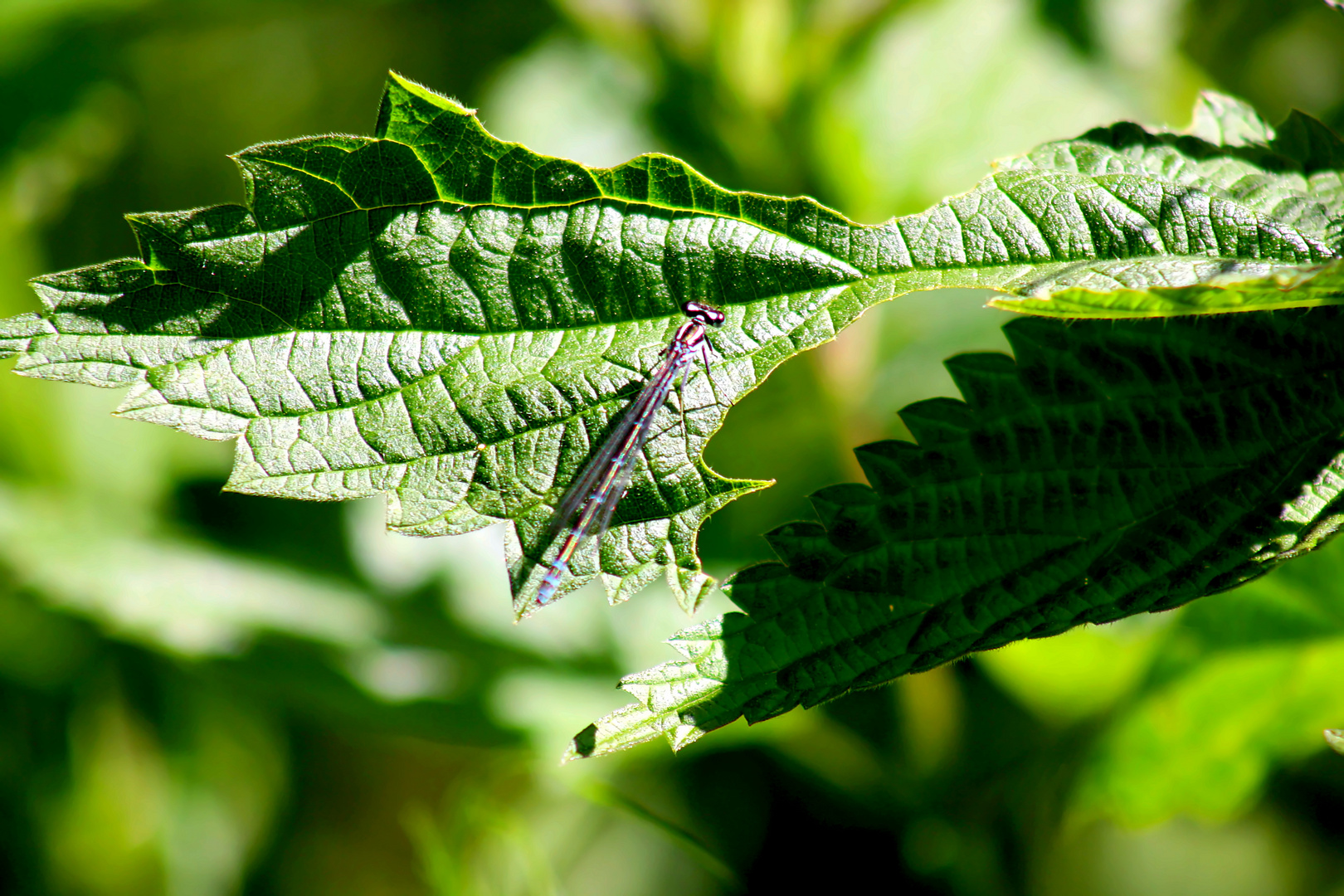 Teichjungfer Libelle 