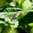 Teichjungfer Libelle 