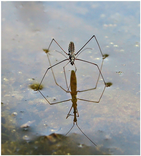 Teichläufer Foto & Bild tiere, wildlife, insekten Bilder auf