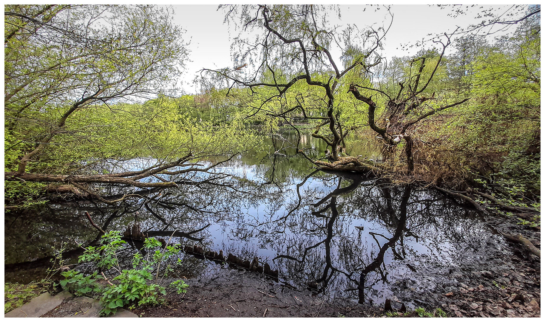 Teichlandschaft