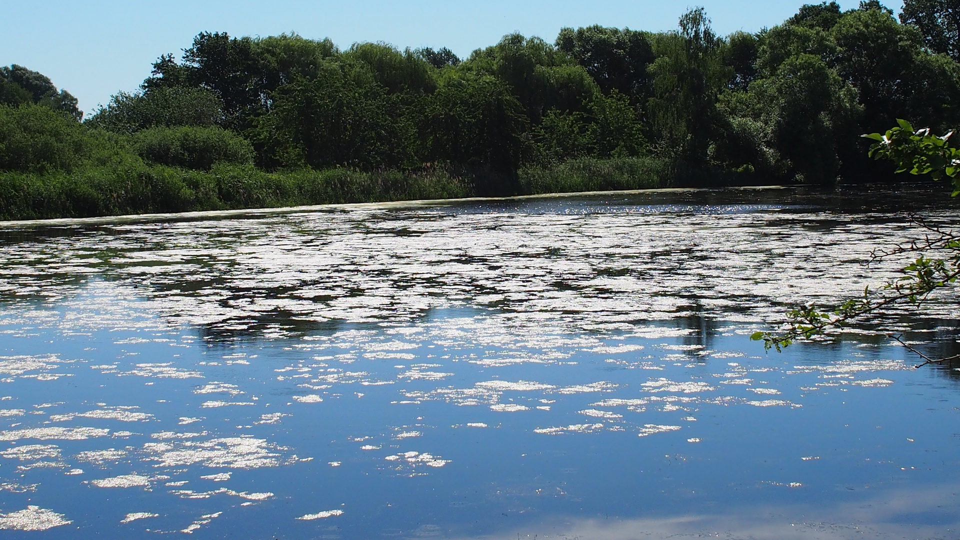 Teichlandschaft