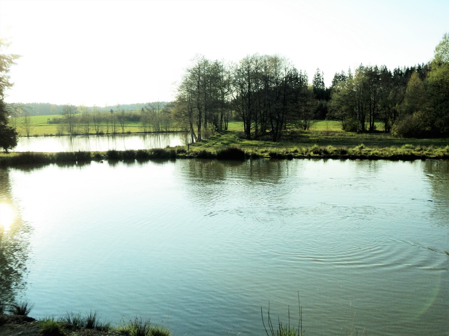 Teichlandschaft im Abendlicht Foto & Bild seerosen teich, schatten