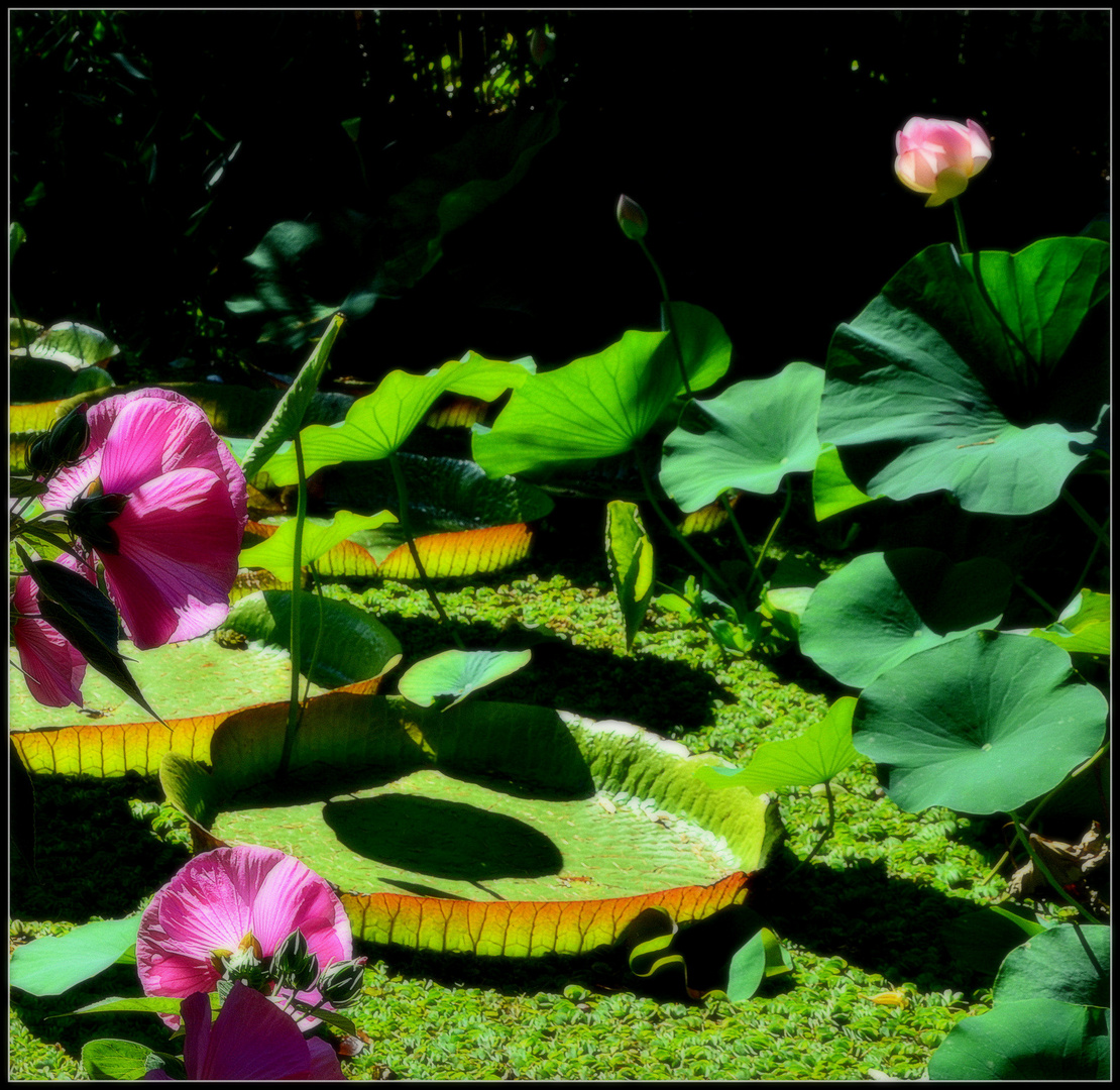 Teichlandschaft im Botanischen Garten Köln