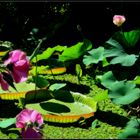 Teichlandschaft im Botanischen Garten Köln