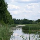 Teichlandschaft im Sommer