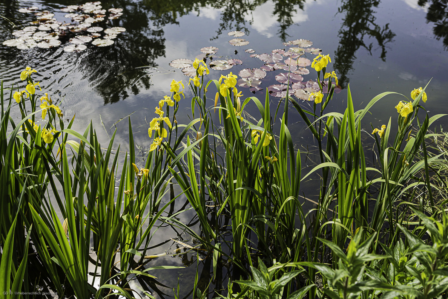 Teichlandschaft mit Iris ...